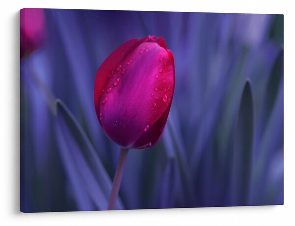 Obraz pąka tulipana (70x50 cm)