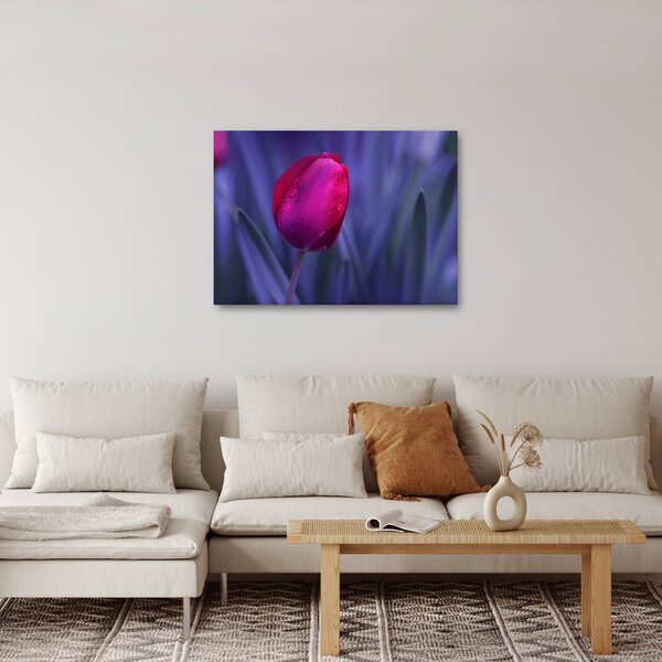 Obraz pąka tulipana (70x50 cm)