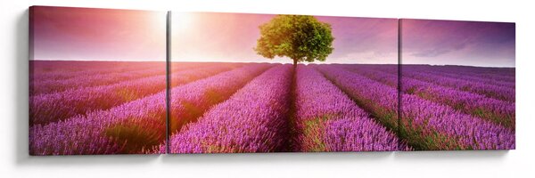 Obraz pola z lawendą (170x50 cm)