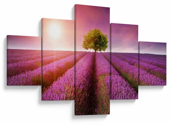 Obraz pola z lawendą (125x70 cm)