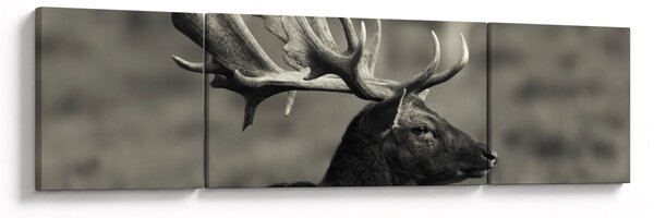 Obraz - Jeleń (170x50 cm)