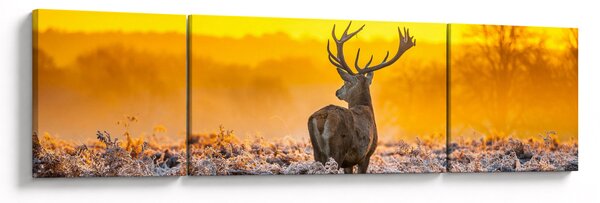 Obraz - Jeleń o wschodzie słońca (170x50 cm)