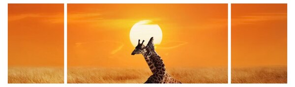 Obraz - Żyrafy w Parku Narodowym Serengeti (170x50 cm)