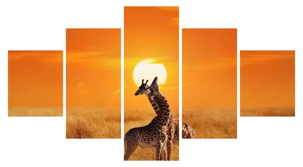 Obraz - Żyrafy w Parku Narodowym Serengeti (125x70 cm)