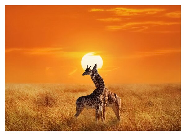 Obraz na szkle - Żyrafy w Parku Narodowym Serengeti (70x50 cm)