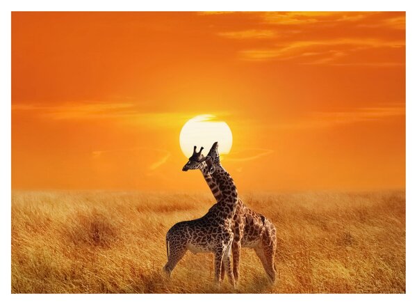 Obraz - Żyrafy w Parku Narodowym Serengeti (70x50 cm)