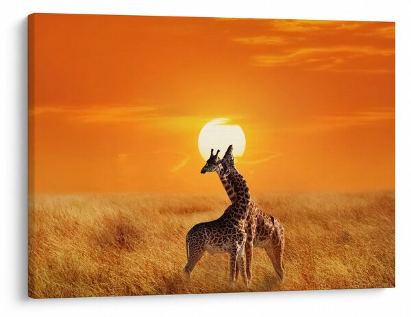 Obraz - Żyrafy w Parku Narodowym Serengeti (70x50 cm)