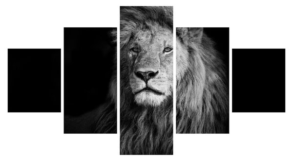 Obraz - Lew, czarno-biały (125x70 cm)