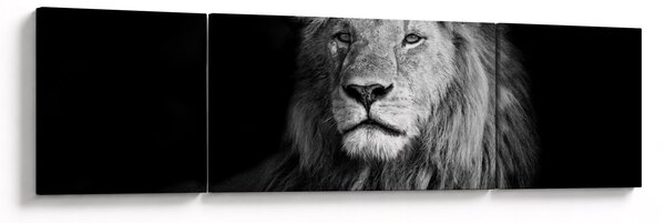 Obraz - Lew, czarno-biały (170x50 cm)