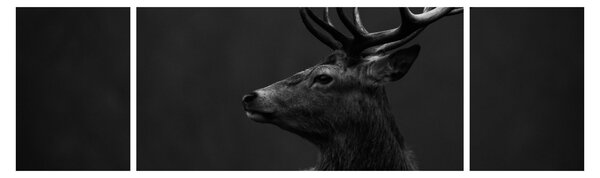 Obraz - Portret jelenia (170x50 cm)