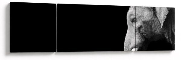 Obraz - Słoń (170x50 cm)