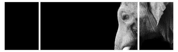 Obraz - Słoń (170x50 cm)
