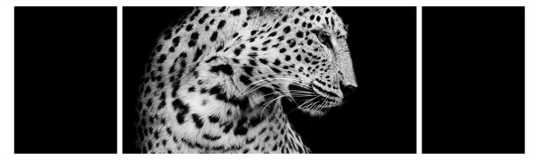 Obraz - Lampart (170x50 cm)