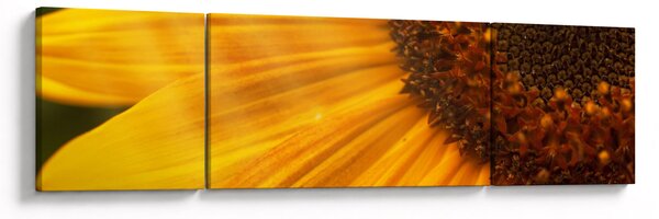 Obraz - Słoneczniki (170x50 cm)