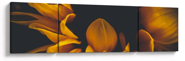 Obraz - Słoneczniki na czarnym tle (170x50 cm)
