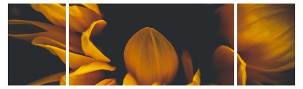 Obraz - Słoneczniki na czarnym tle (170x50 cm)