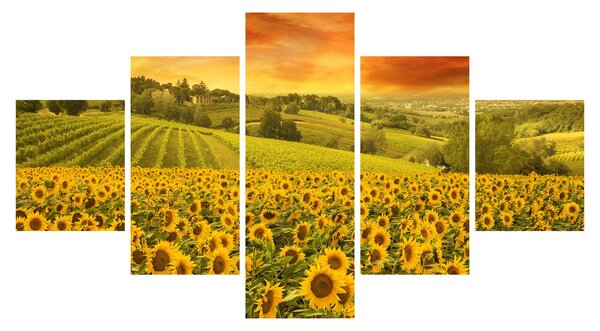 Obraz - Pole słoneczników (125x70 cm)