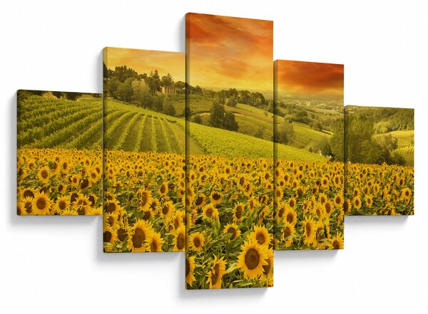 Obraz - Pole słoneczników (125x70 cm)