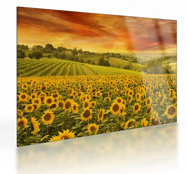 Obraz na szkle - Pole słoneczników (70x50 cm)
