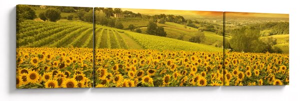 Obraz - Pole słoneczników (170x50 cm)