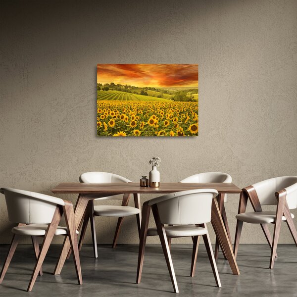 Obraz na szkle - Pole słoneczników (70x50 cm)
