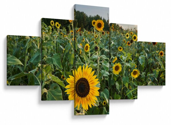 Obraz - Sunflower Field II. (125x70 cm)