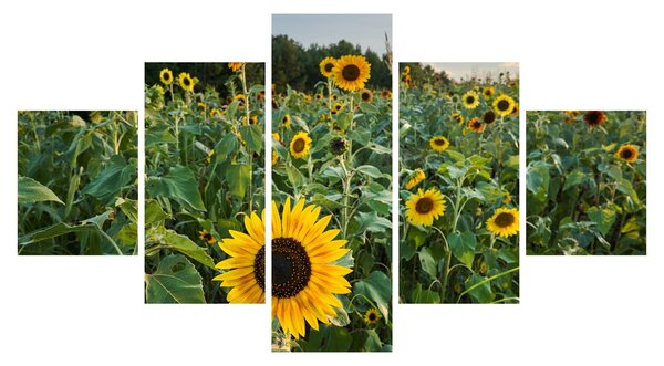 Obraz - Sunflower Field II. (125x70 cm)