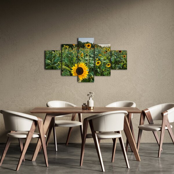 Obraz - Sunflower Field II. (125x70 cm)