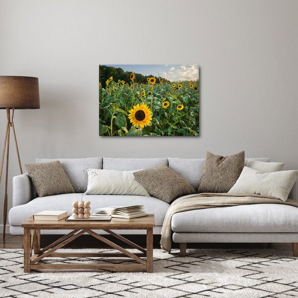 Obraz - Sunflower Field II. (70x50 cm)
