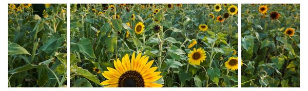 Obraz - Sunflower Field II. (170x50 cm)