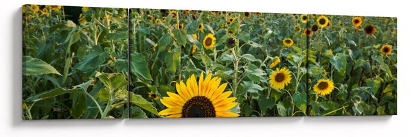 Obraz - Sunflower Field II. (170x50 cm)