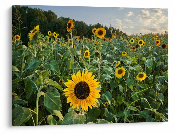 Obraz - Sunflower Field II. (70x50 cm)