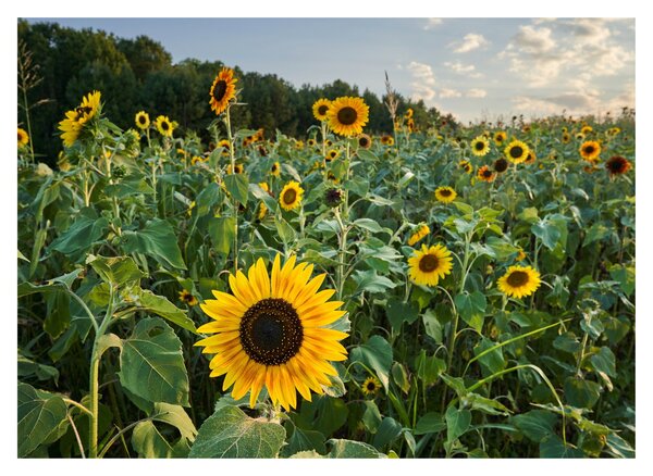 Obraz - Sunflower Field II. (70x50 cm)