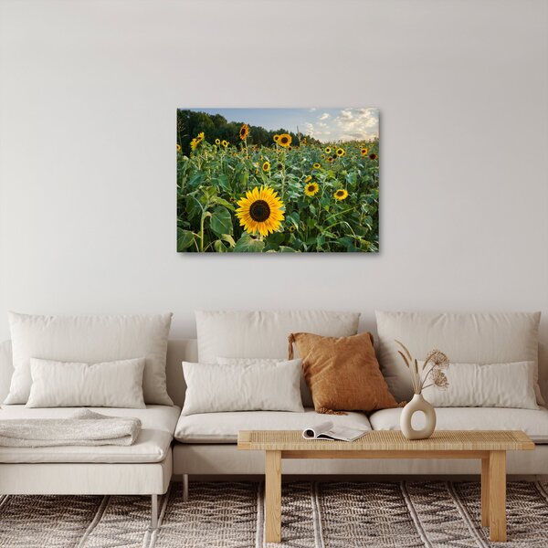 Obraz - Sunflower Field II. (70x50 cm)