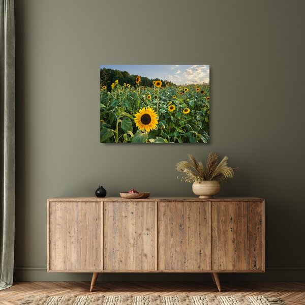 Obraz na szkle - Sunflower Field II. (70x50 cm)