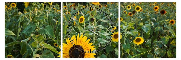 Obraz - Sunflower Field II. (z zegarem) (90x30 cm)