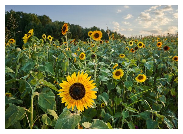 Obraz na szkle - Sunflower Field II. (70x50 cm)