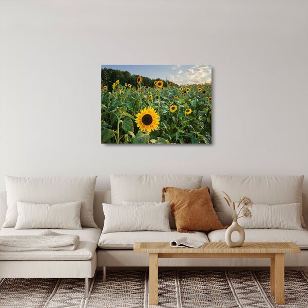 Obraz na szkle - Sunflower Field II. (70x50 cm)