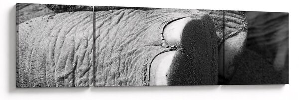 Obraz - Noga słonia (170x50 cm)