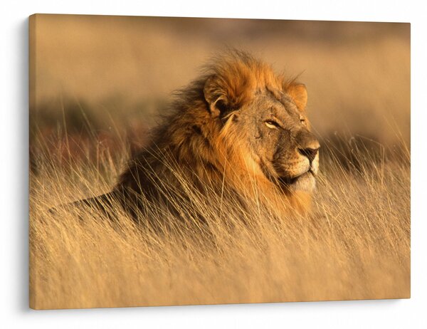 Obraz - Park Narodowy Etosha (70x50 cm)