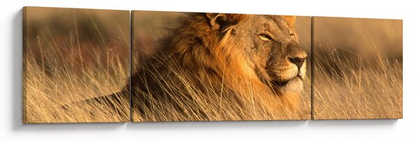 Obraz - Park Narodowy Etosha (170x50 cm)
