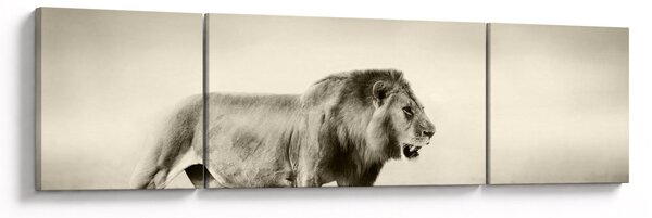 Obraz - Głodny lew (170x50 cm)