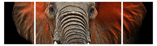 Obraz - Słonie z Tsavo (170x50 cm)
