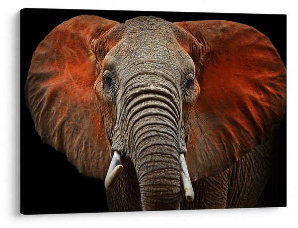 Obraz - Słonie z Tsavo (70x50 cm)