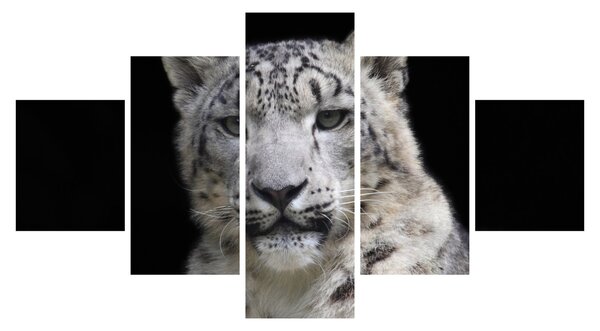 Obraz - Snow Leopard (125x70 cm)