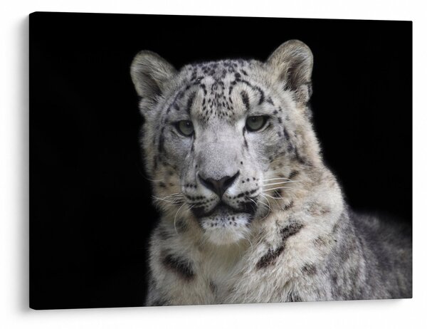 Obraz - Snow Leopard (70x50 cm)