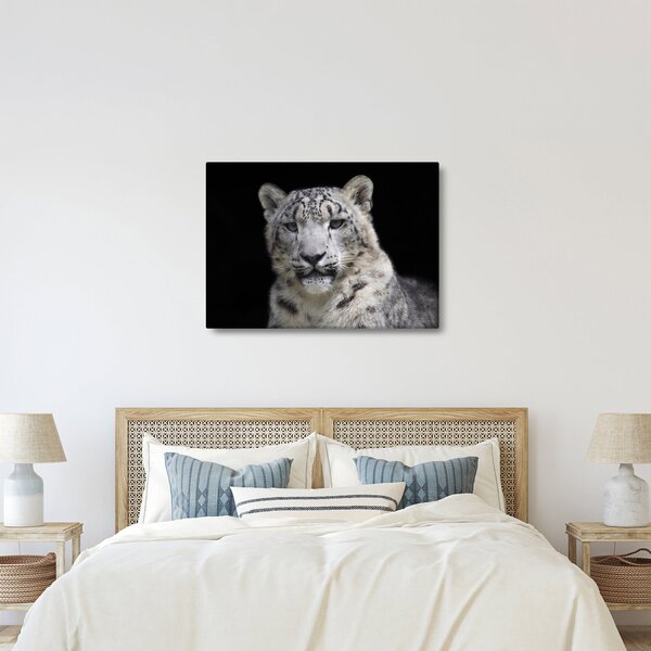 Obraz - Snow Leopard (70x50 cm)