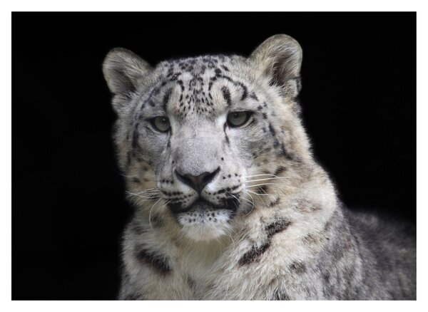 Obraz - Snow Leopard (70x50 cm)