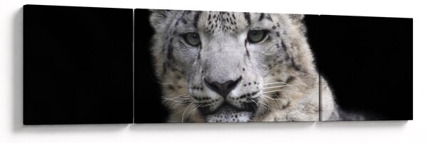 Obraz - Snow Leopard (170x50 cm)