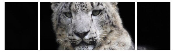 Obraz - Snow Leopard (170x50 cm)